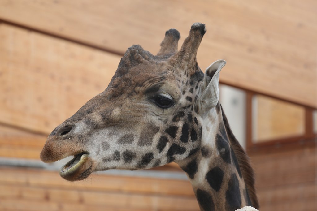 574A2820.JPG -  Rothschild's giraffe  (Rothschild- Giraffe )