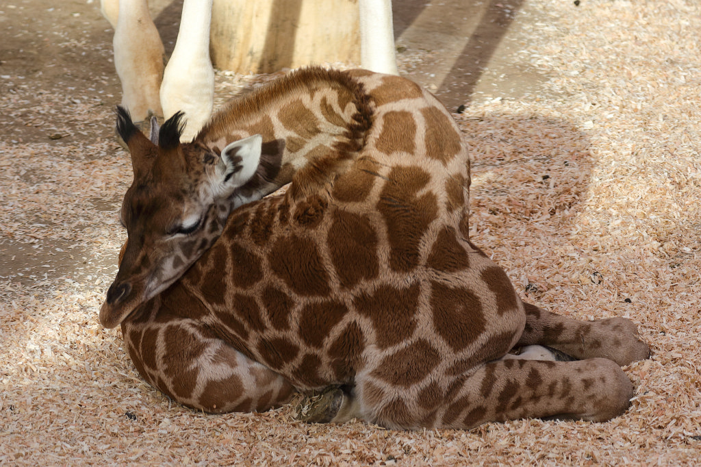 574A2823_c.jpg - Sleeping  Rothschild's giraffe  cub (Rothschild- Giraffe )