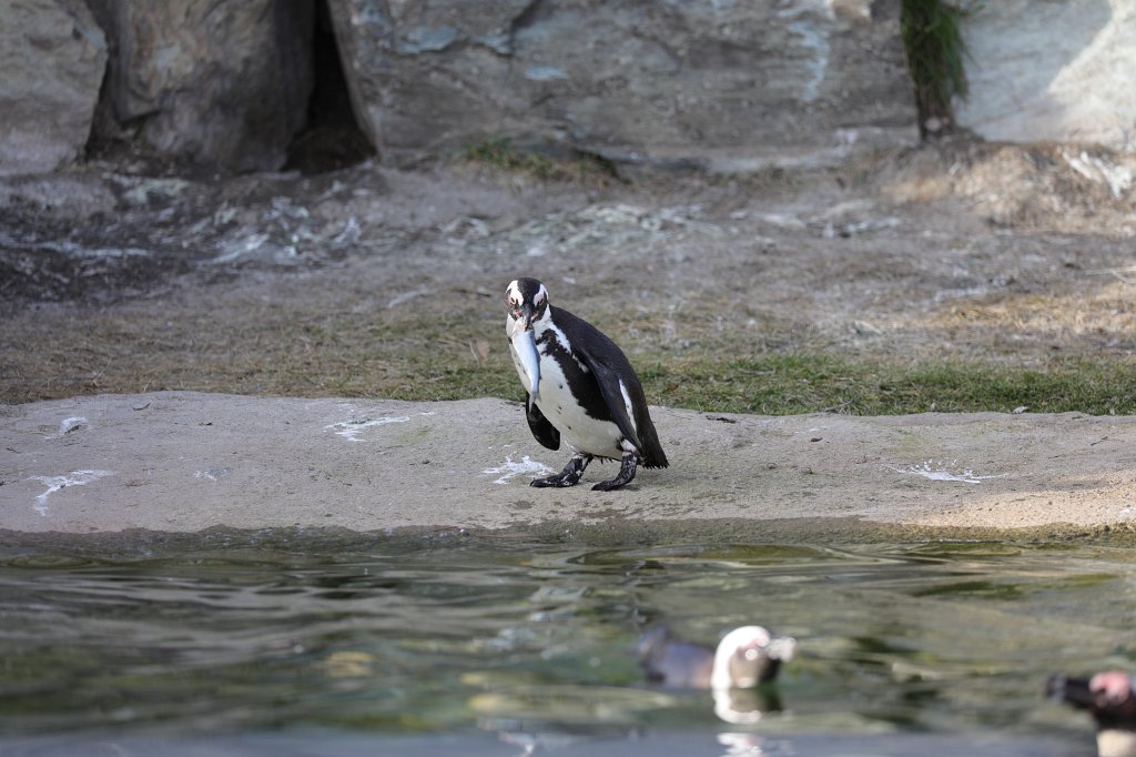 574A2838.JPG - Hungry  African penguin  ( Brillenpinguin )