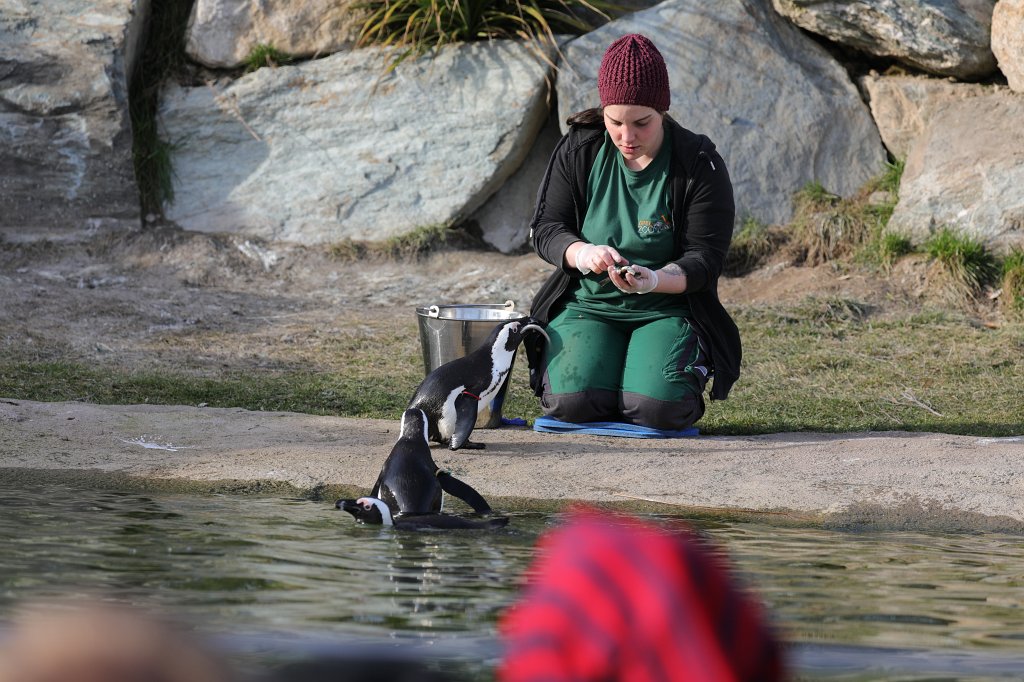 574A2843.JPG - Hungry  African penguin  ( Brillenpinguin )