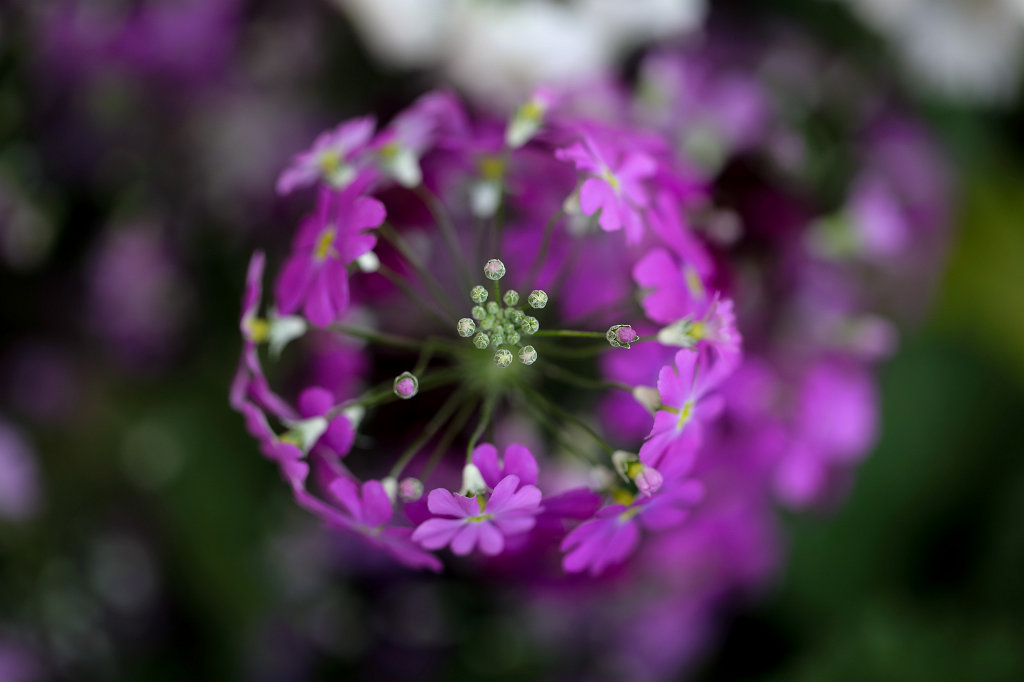 574A3047_c.jpg -  Fairy primrose  ( Fliederprimel )