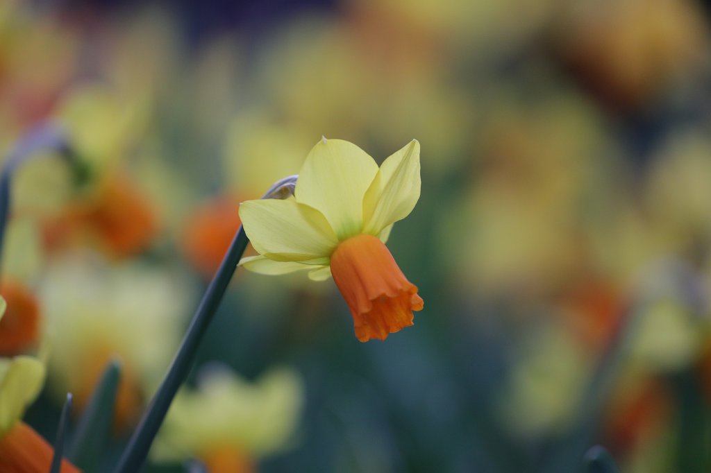 574A3054.JPG -  Wild daffodil  ( Osterglocke )