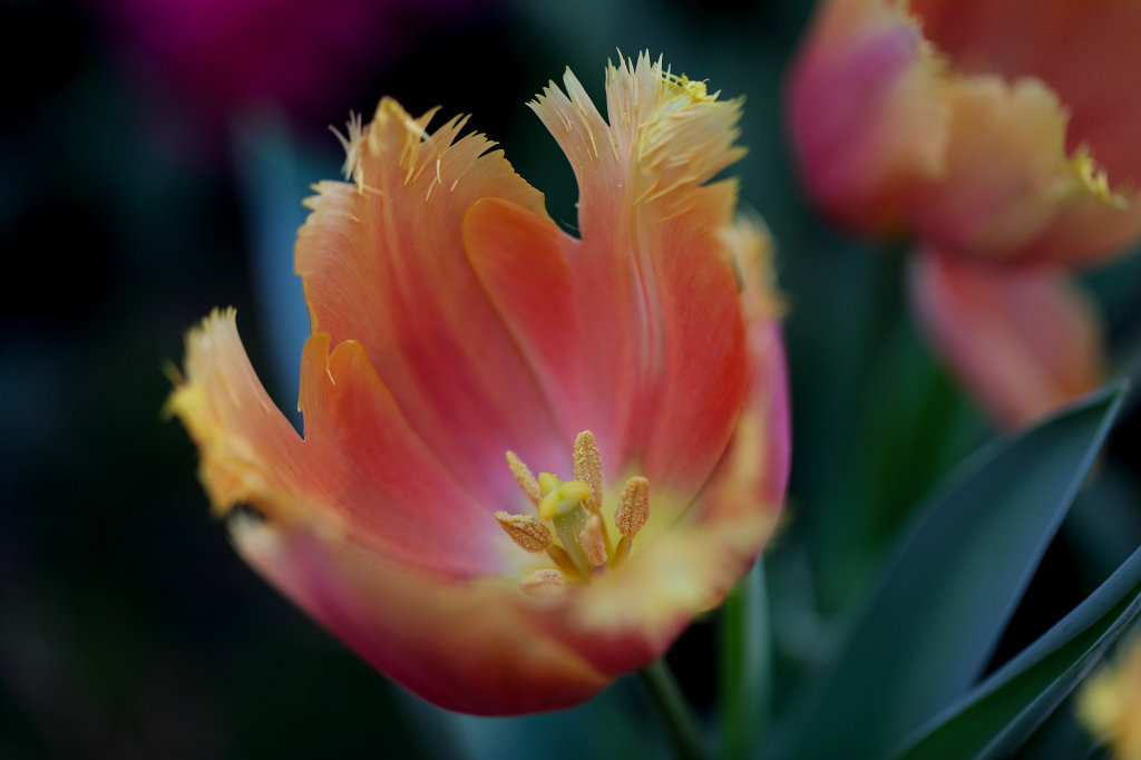 574A3072_c.jpg -  Tulip  ( Tulpe )