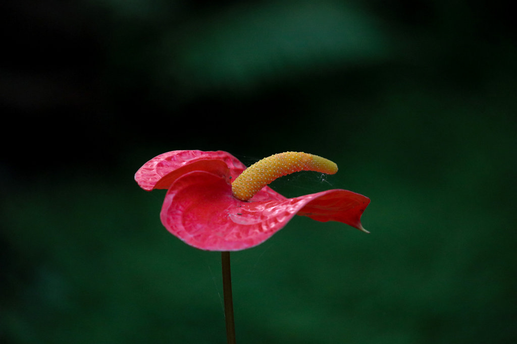 574A3078_c.jpg -  Flamingo flower  ( Flamingoblume )