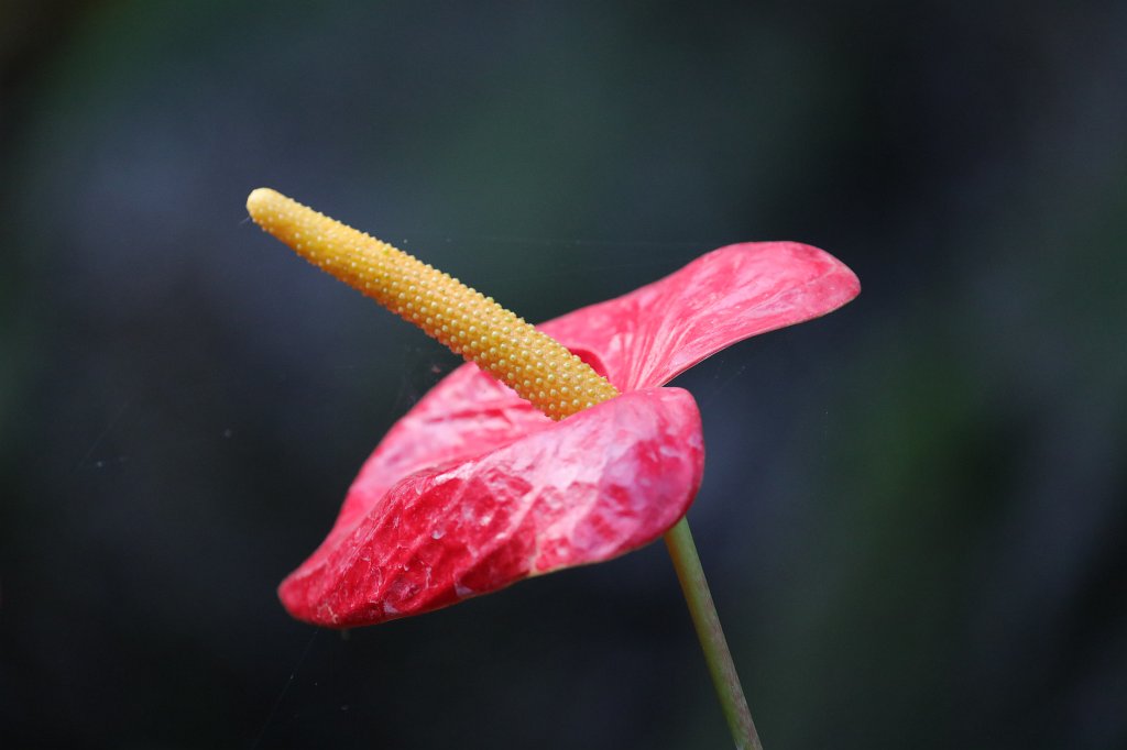 574A3082.JPG -  Flamingo flower  ( Flamingoblume )