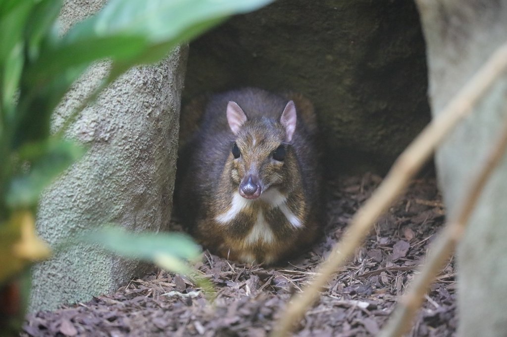 574A3504.JPG -  Lesser mouse-deer  ( Kleinkantschil )