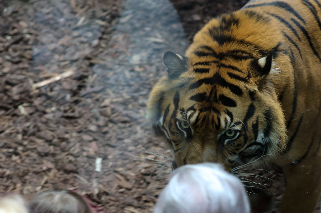 574A3767_c.jpg -  Sumatran tiger  ( Sumatra-Tiger )