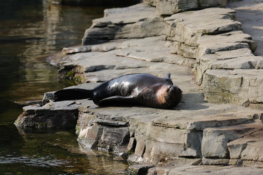 574A3951.JPG -  Brown fur seal  ( Südafrikanischer Zwergseebär )