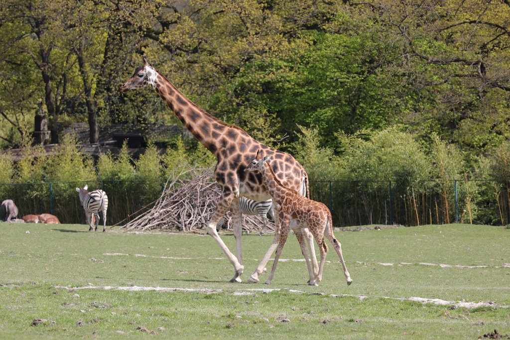 574A4117.JPG -  Rothschild's giraffe  (Rothschild- Giraffe )
