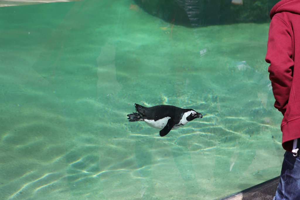 574A4154.JPG -  African penguin  ( Brillenpinguin )