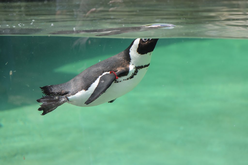 574A4179.JPG -  African penguin  ( Brillenpinguin )