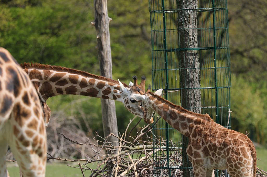 574A4194.JPG -  Rothschild's giraffe  (Rothschild- Giraffe )