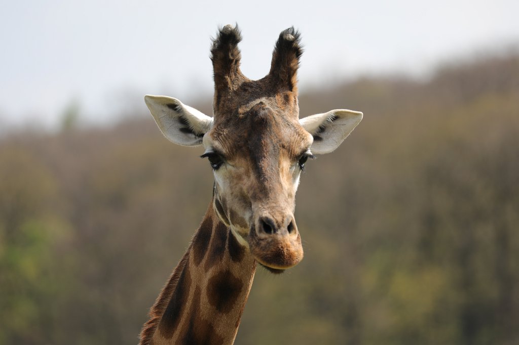 574A4199.JPG -  Rothschild's giraffe  (Rothschild- Giraffe )