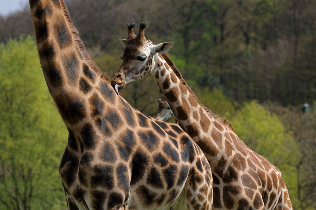 574A4211_c.jpg -  Rothschild's giraffe  (Rothschild- Giraffe )