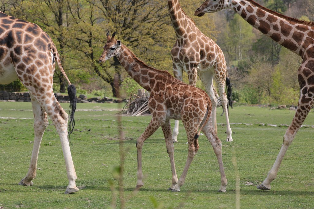 574A4219.JPG -  Rothschild's giraffe  (Rothschild- Giraffe )