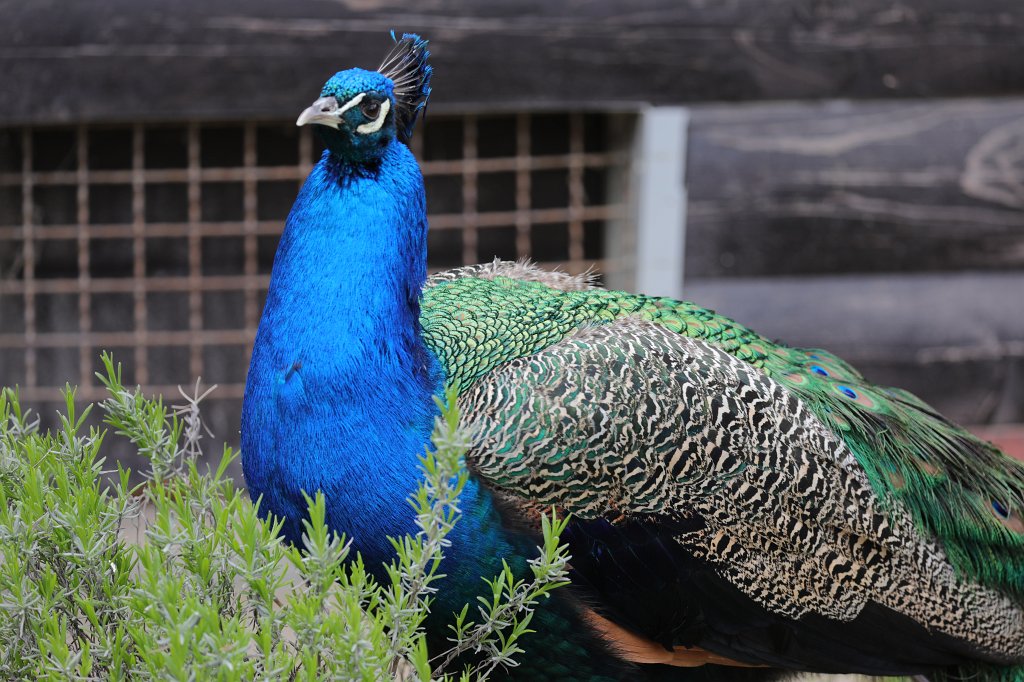 574A4231.JPG -  Indian peafowl  ( Blauer Pfau )