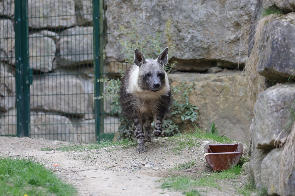 574A4361.JPG -  Brown hyena  ( Schabrackenhyäne )