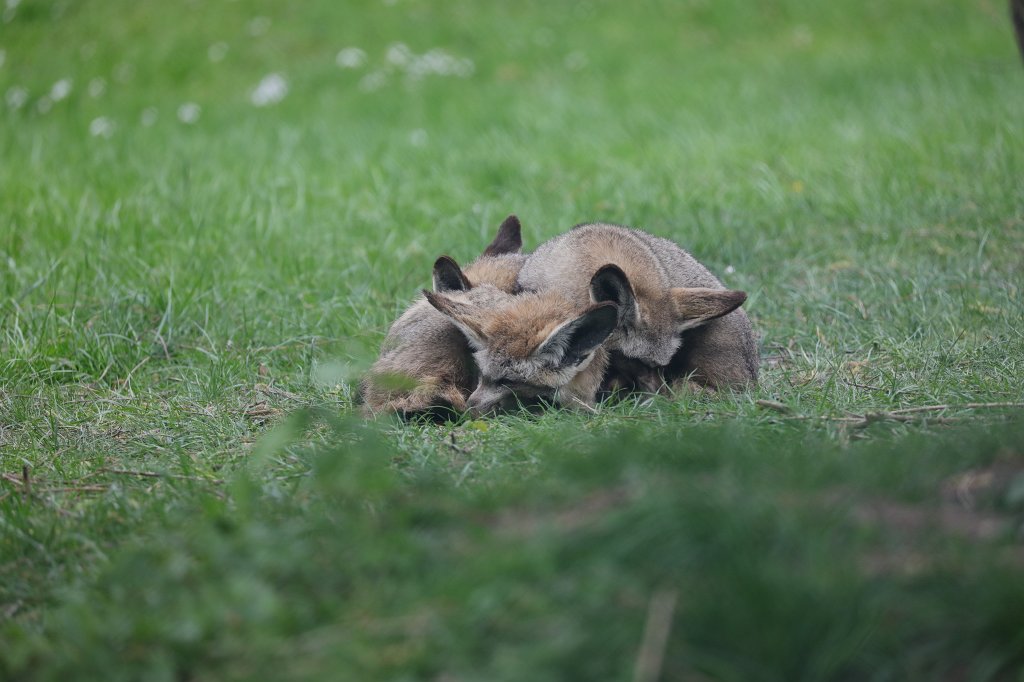 574A4419.JPG -  Bat-eared fox  ( Löffelhund )