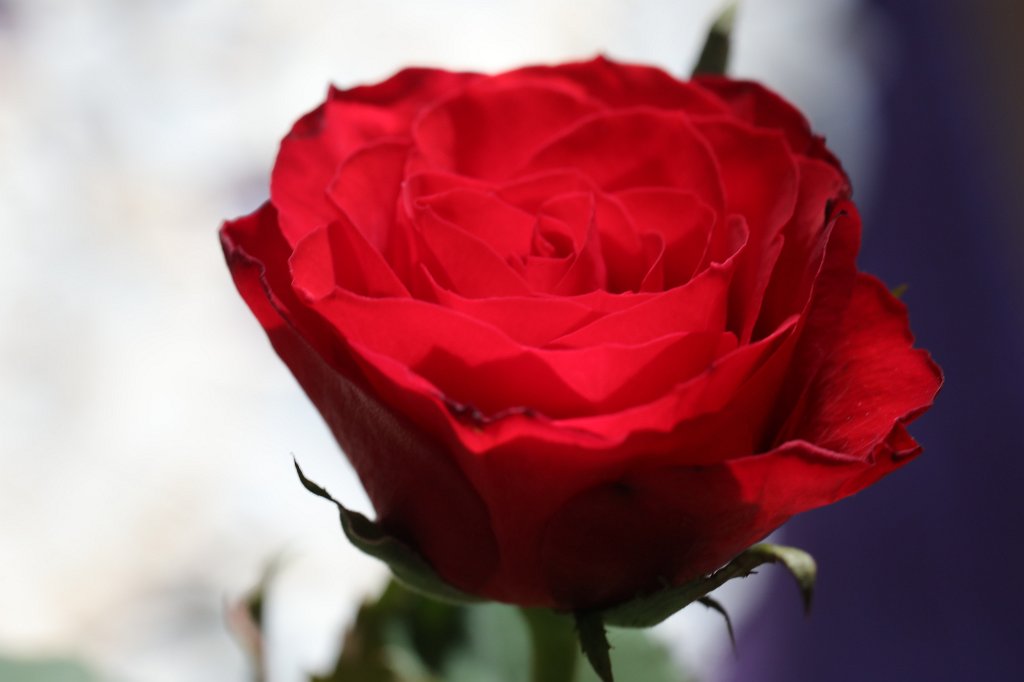 574A3707.JPG - Red Rose