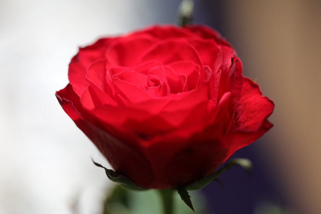 574A3713.JPG - Red Rose