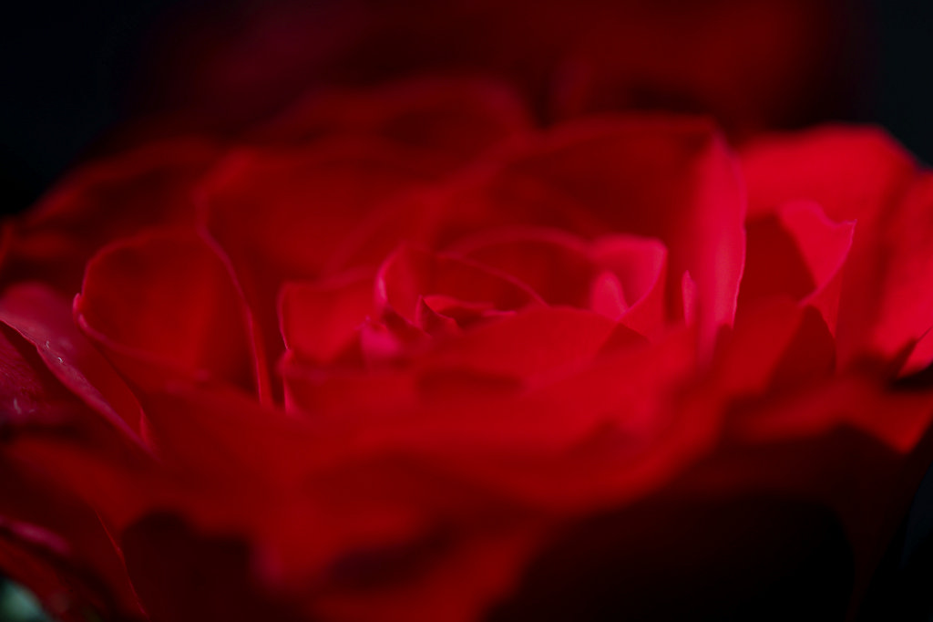 574A3722_c1.jpg - Red Rose