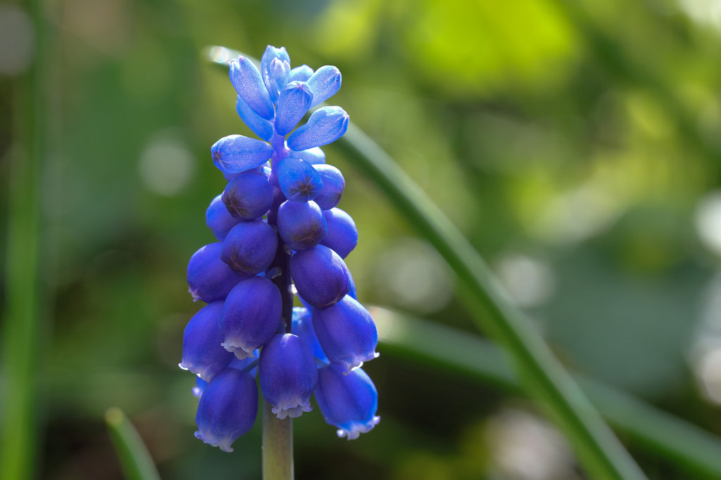 574A4015_c.jpg -  Grape hyacinth  ( Traubenhyazinthe )