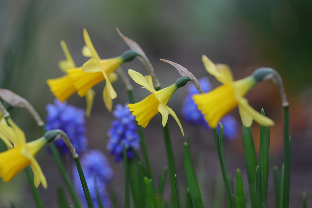 574A4021.JPG -  Wild daffodils  and  Grape hyacinths  ( Osterglocken  und  Traubenhyazinthen )