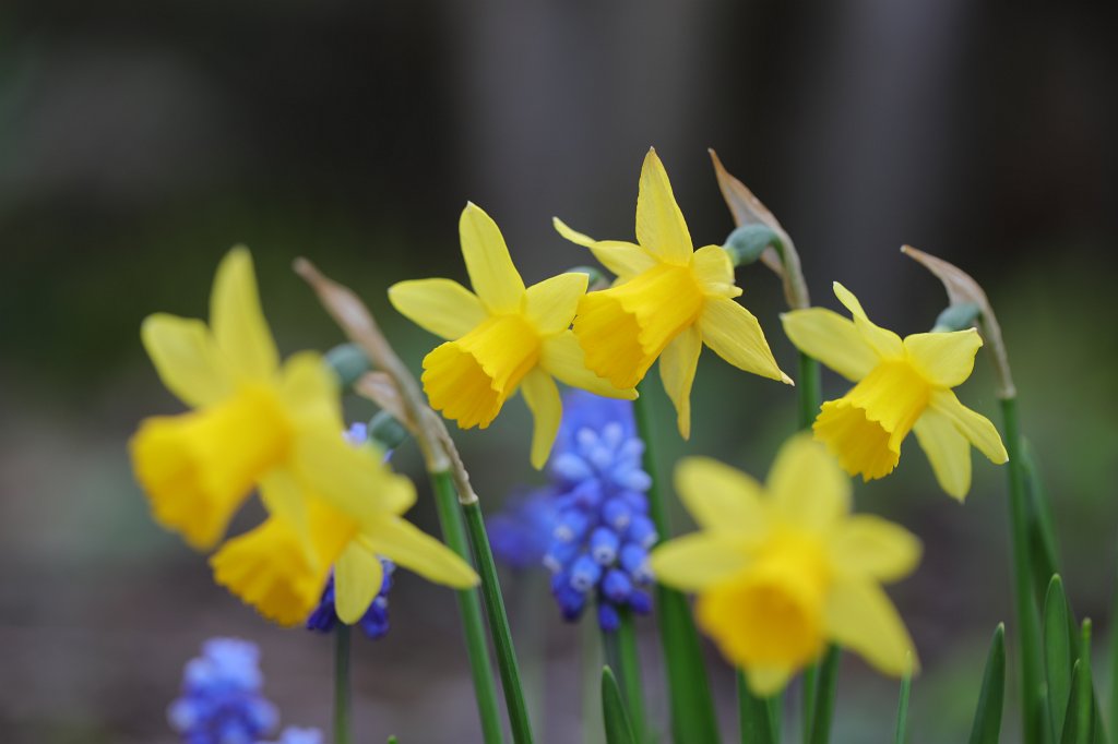 574A4022.JPG -  Wild daffodils  and  Grape hyacinths  ( Osterglocken  und  Traubenhyazinthen )