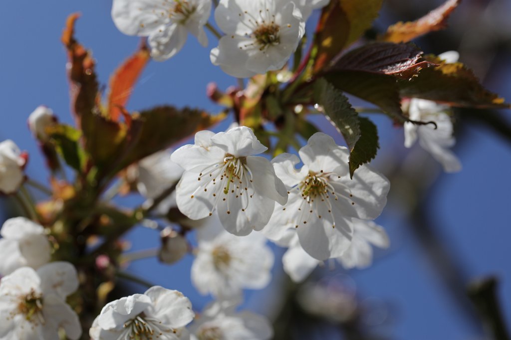 574A4049.JPG -  Cherry  blossom ( Kirsch blüten)