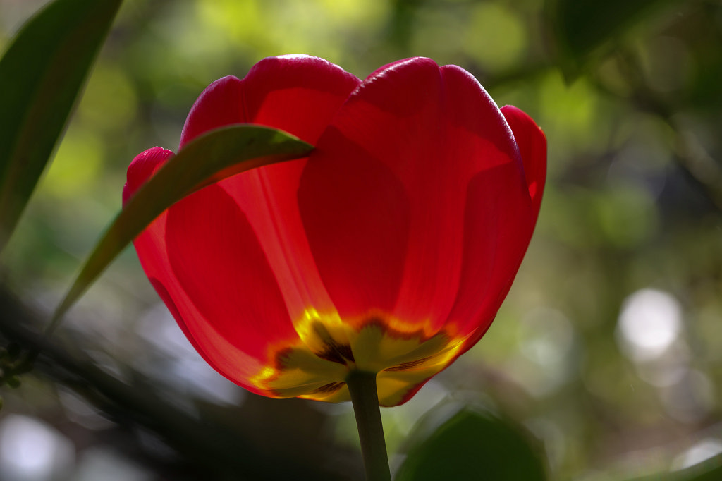 574A4068_c.jpg -  Tulip  ( Tulpe )