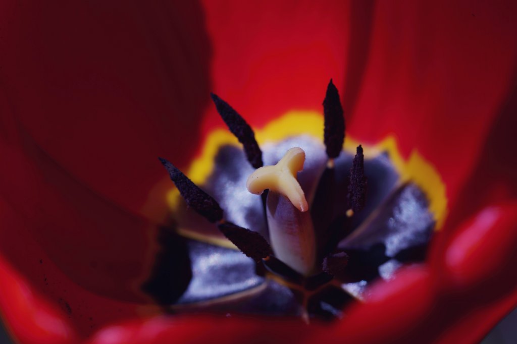 574A4071_c.jpg -  Tulip  ( Tulpe )