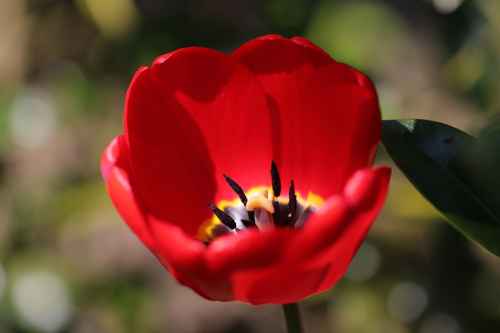 574A4075.JPG -  Tulip  ( Tulpe )