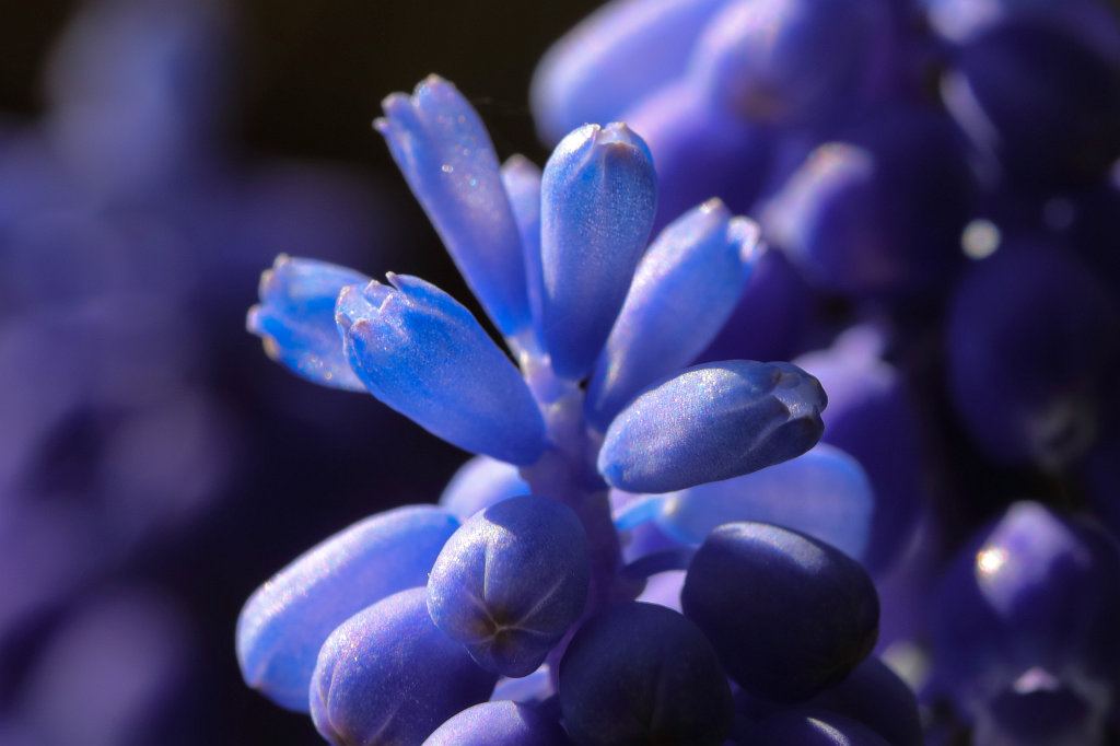 574A4080_c.jpg -  Grape hyacinth  ( Traubenhyazinthe )