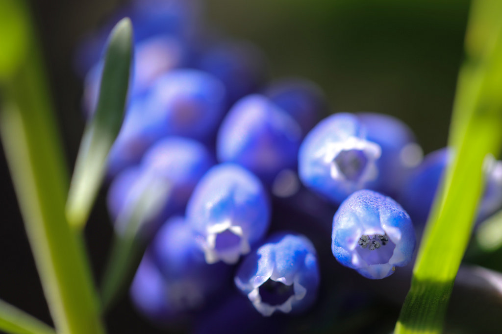 574A4083_c.jpg -  Grape hyacinth  ( Traubenhyazinthe )