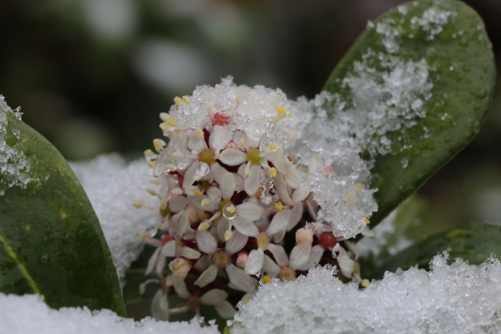 574A4442.JPG - Snow at Easter on  Skimmia Japonica  (Schnee an Ostern auf  Skimmia japonica )