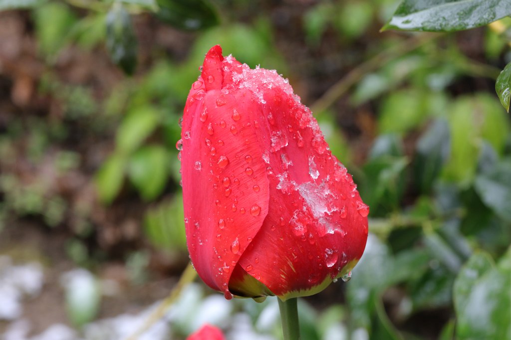 574A4443.JPG - Snow at Easter on  Tulip  (Schnee an Ostern auf  Tulpe )
