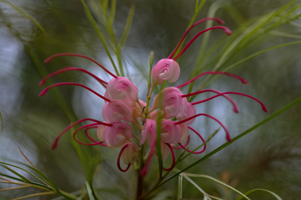 574A4528_c.jpg -  Grevillea rosmarinifolia  ( Silbereiche Spinnenblume )
