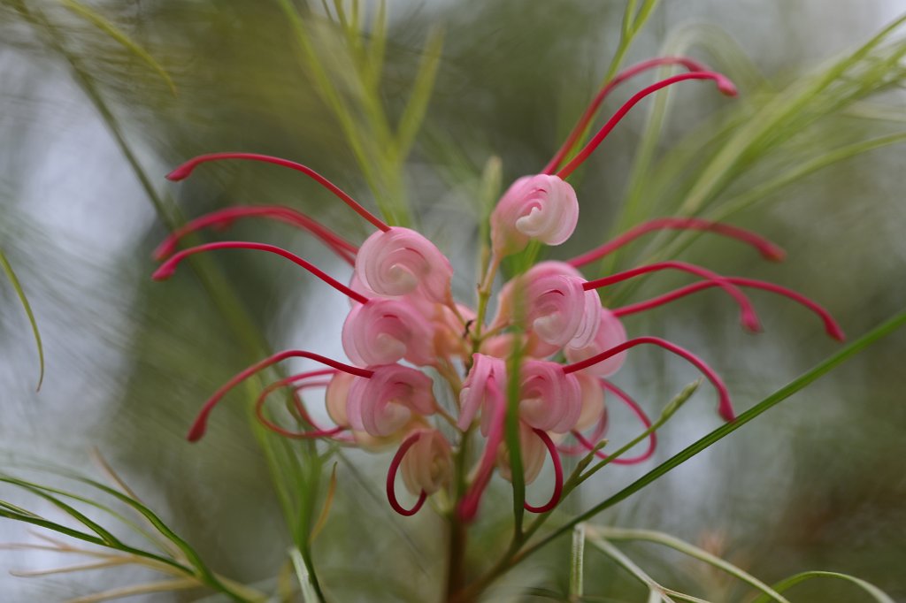 574A4529.JPG -  Grevillea rosmarinifolia  ( Silbereiche Spinnenblume )