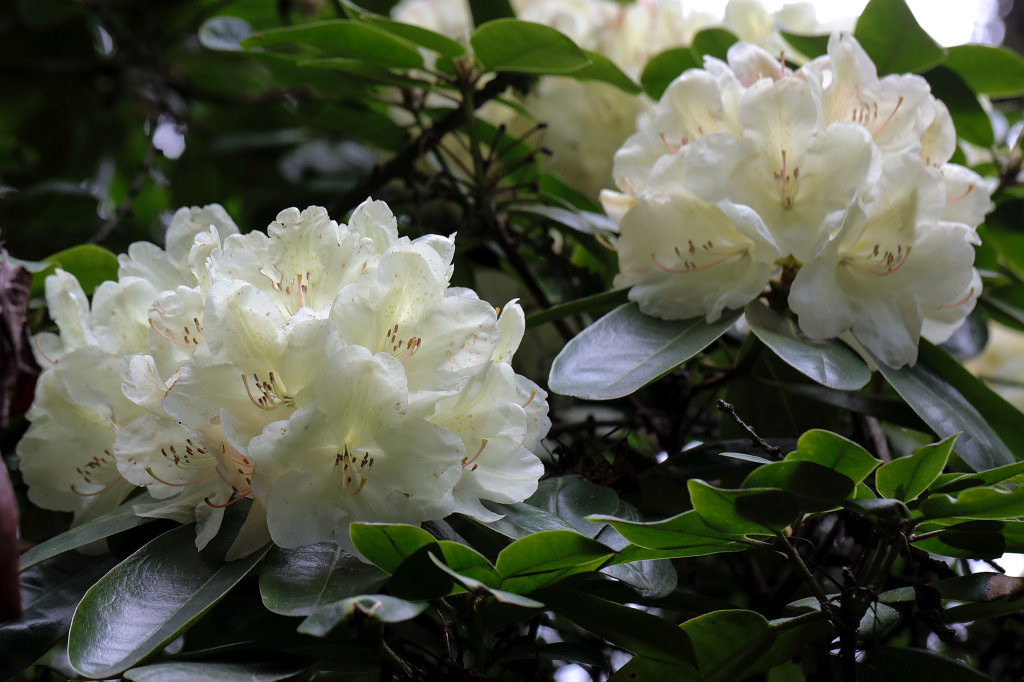 574A4624_c.jpg -  Rhododendron  ( Rhododendron )