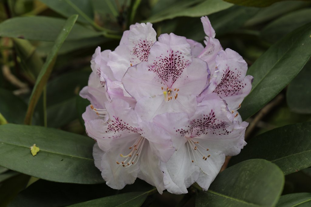 574A4625.JPG -  Rhododendron  ( Rhododendron )