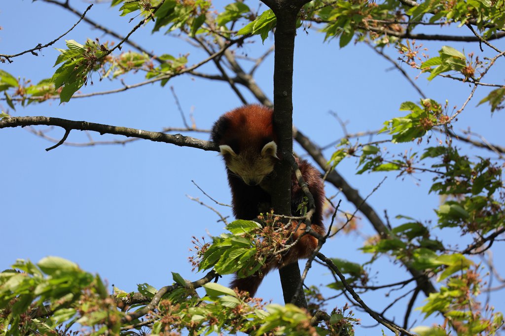574A4723.JPG -  Red panda  ( Kleiner Panda )