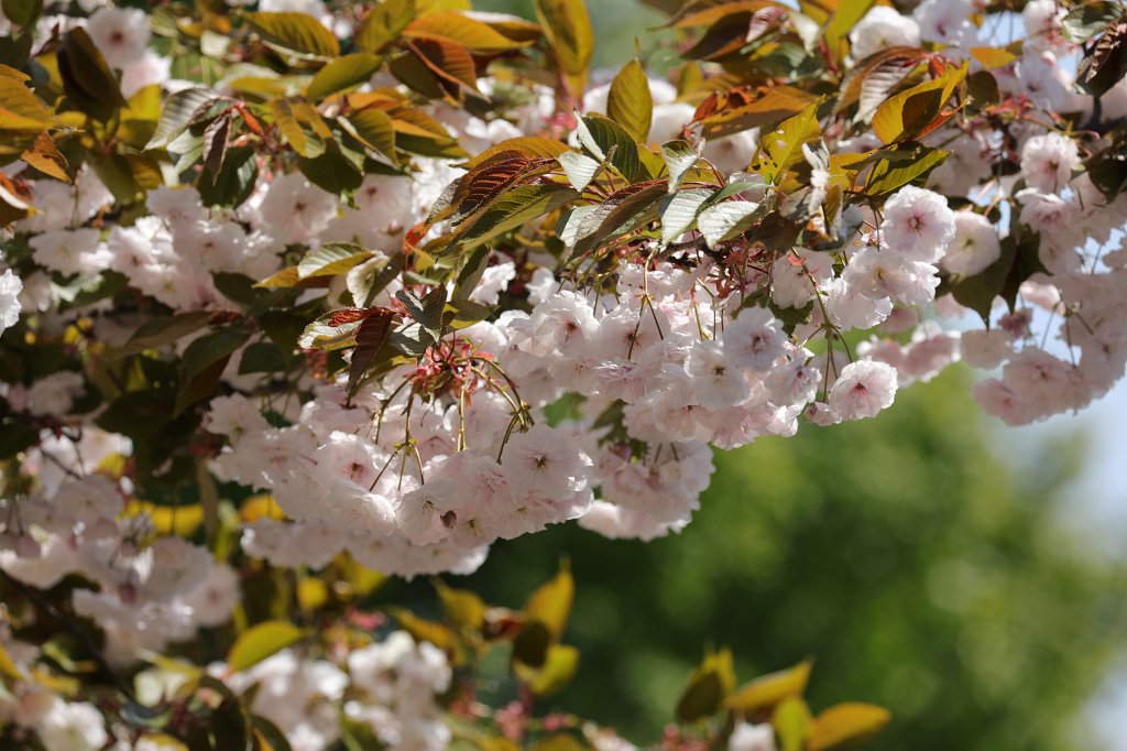 574A4745.JPG - Cherry blossom (Kirschblüte)
