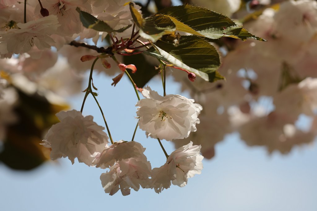 574A4748.JPG - Cherry blossom (Kirschblüte)