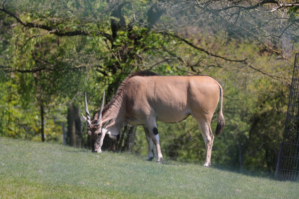 574A4786.JPG -  Common eland  ( Elenantilope )