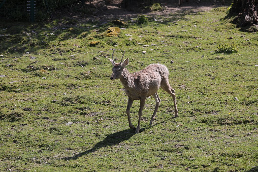574A4796.JPG -  Bactrian deer  ( Bucharahirsch )
