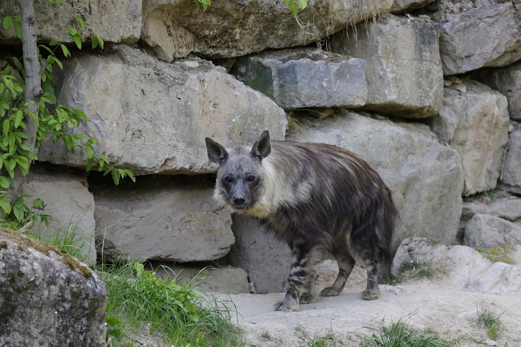 574A4897.JPG -  Brown hyena  ( Schabrackenhyäne )