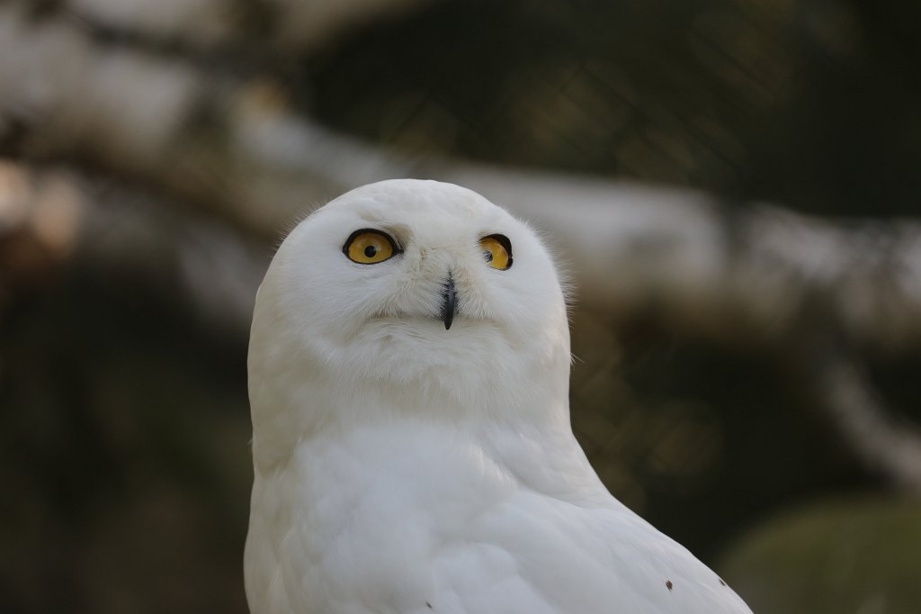 574A4982.JPG -  Snowy owl  ( Schnee-Eule )