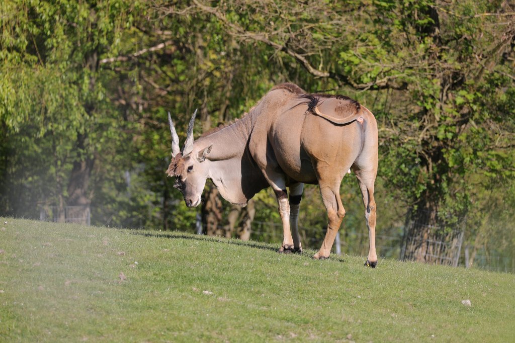 574A4995.JPG -  Common eland  ( Elenantilope )