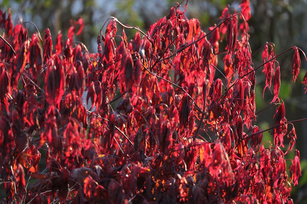 574A4483.JPG - Red leaves in Spring