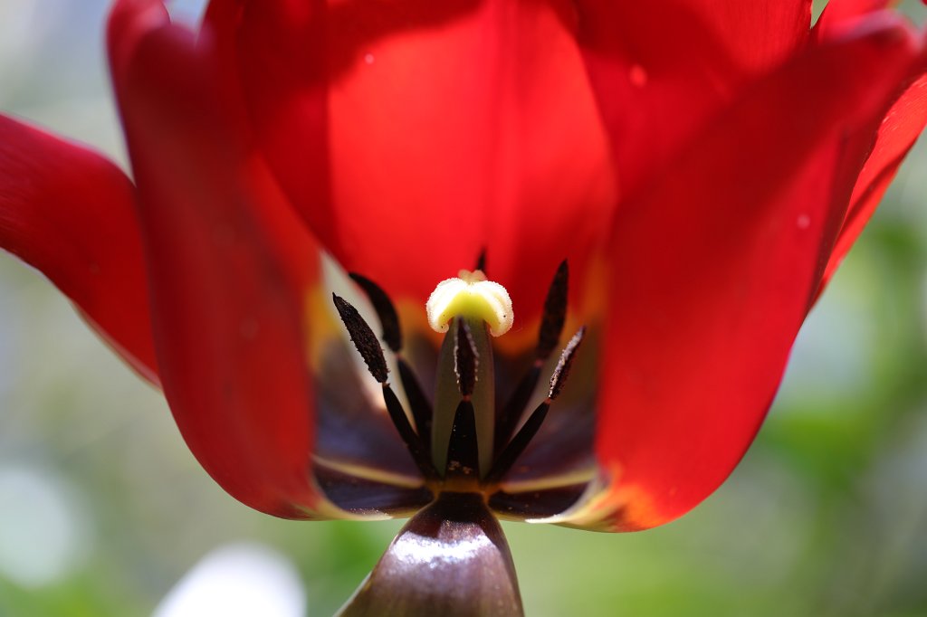 574A5023.JPG -  Tulip  ( Tulpe )